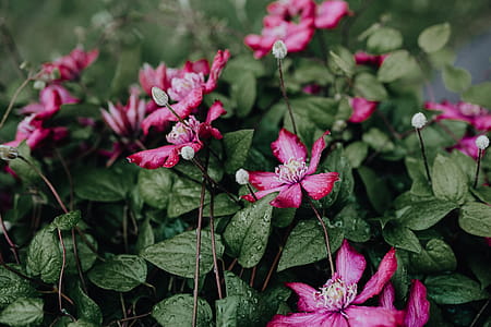 Blooming clematis 