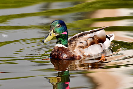 male mallard duck on body of water during daytime thumbnail
