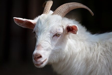 shallow focus photography of white ram thumbnail