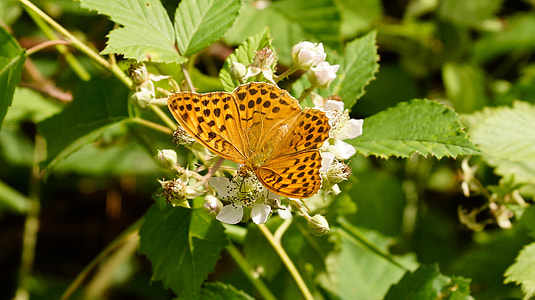 Butterfly, Orange thumbnail
