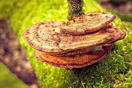 mushroom on plant stem thumbnail