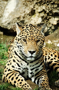 close-up photo of leopard lying on green grass thumbnail