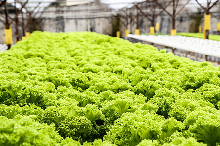 green vegetable lot thumbnail