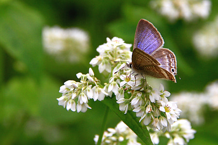 close-up photo of common blue butterfly on white flower thumbnail