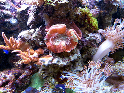 underwater photography of corals thumbnail