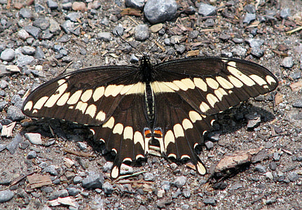Giant Swallowtail, Papilio Cresphontes thumbnail