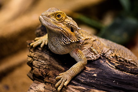 bearded dragon resting on wood branch closeup photography thumbnail