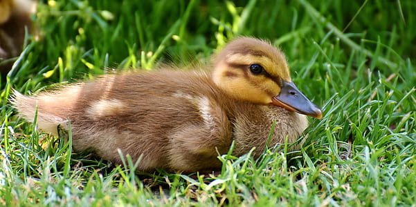 brown duck on green grass thumbnail