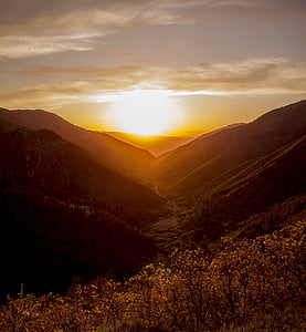 photo of yellow flowers on mountains during golden hour thumbnail