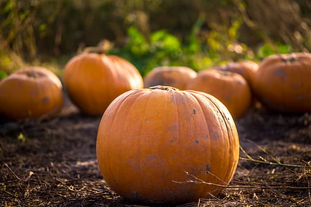 selective focus photography of pumpkin thumbnail