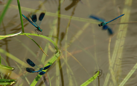 three green dragonflies perching on green leaves thumbnail