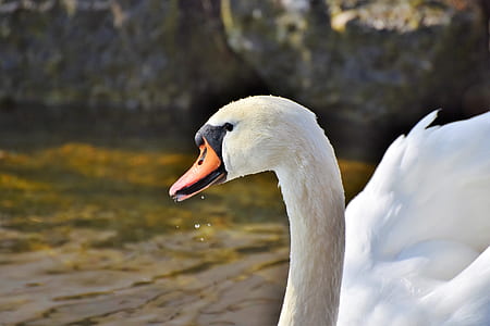 shallow focus photography of white duck thumbnail