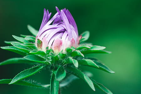 purple flower bud in macro shot photography thumbnail
