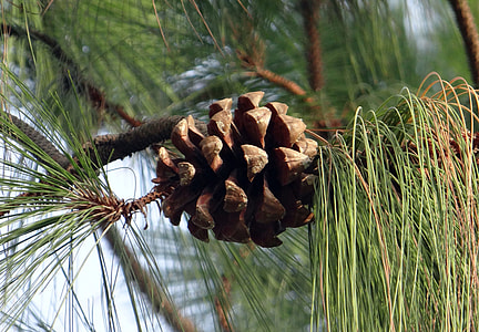 Himalayan Blue Pine, Cone thumbnail