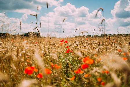 red poppy flower and fountain grass thumbnail