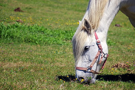 white horse eating grass thumbnail