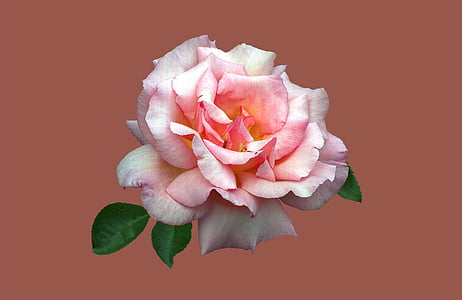 pink rose flower thumbnail