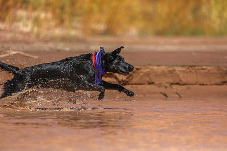 adult black German shepherd running in body of water thumbnail