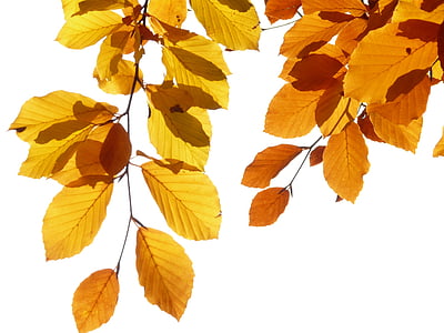withered ovate leaves thumbnail