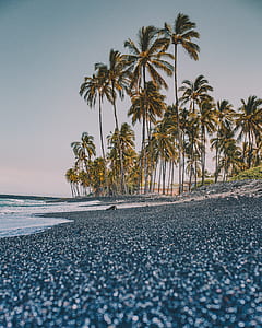 coconut trees near on seashore thumbnail