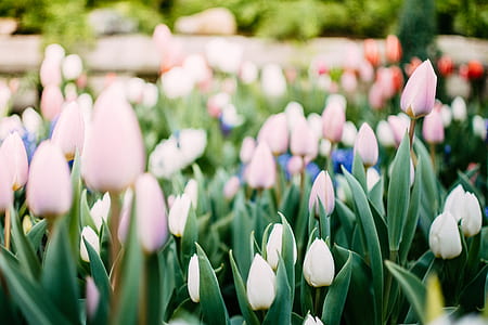 shallow focus photography of white and pink tulips thumbnail
