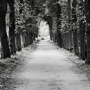 grayscale photography of road under treeline thumbnail