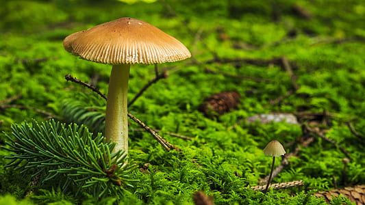 close-up photo of brown mushroom thumbnail