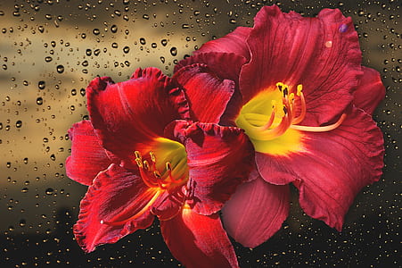 two red flowers thumbnail