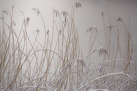brown grass with mist in closeup photography thumbnail