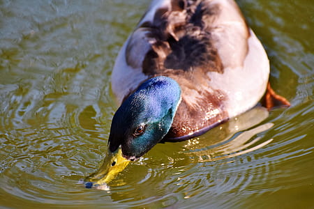 gray and brown duck in body of water during daytime thumbnail
