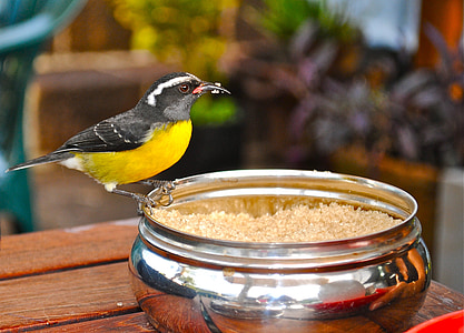 bird standing on stainless steel bowl thumbnail
