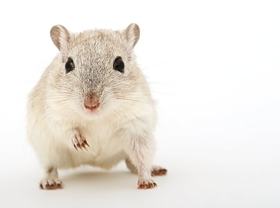 grey and white hamster in white background thumbnail