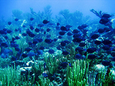 school of black fish in ocean thumbnail