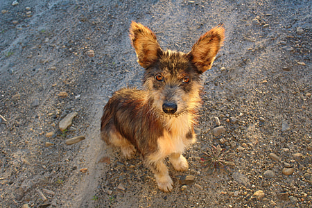 close-up photography of black and tan Yorkshire terrier thumbnail
