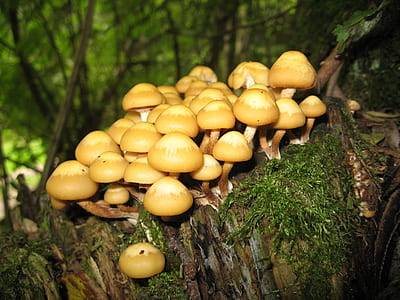 yellow mushroom on green moss thumbnail