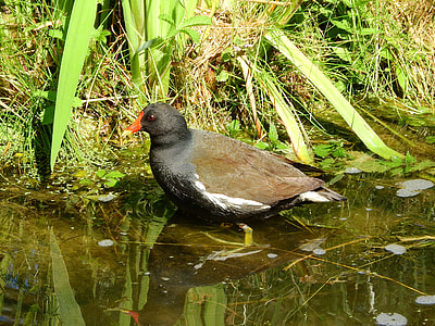 The Moorhen, Gallinula Chloropus thumbnail