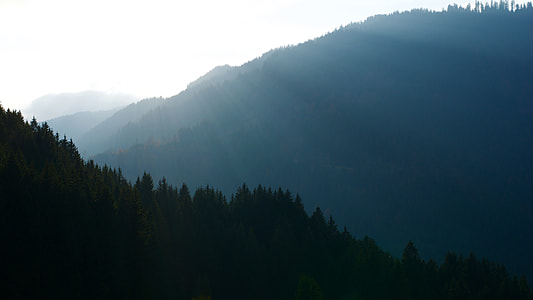 trees covered mountain thumbnail