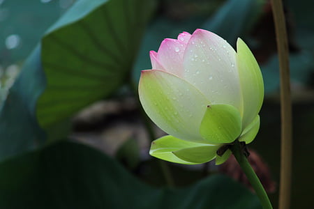 selective-focus photograph of white and green tulip thumbnail