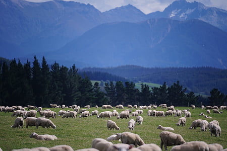 herd of sheep at daytime thumbnail