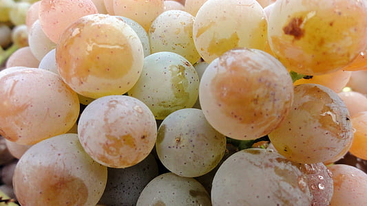 close photo of grapes thumbnail