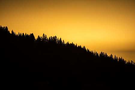 silhouette photo of trees thumbnail