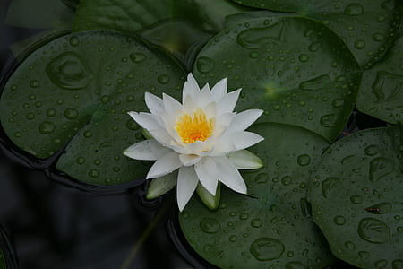 white lotus flower thumbnail