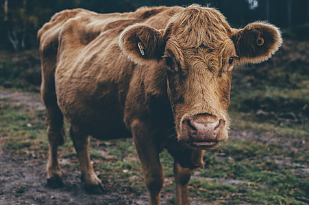 close up photo of brown cattle thumbnail