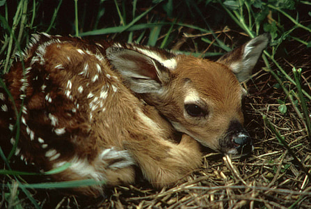 brown deer fawn thumbnail