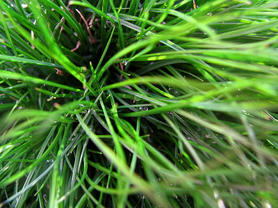 green grass thumbnail