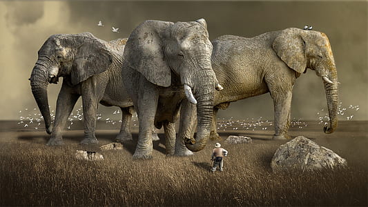three gray elephants thumbnail