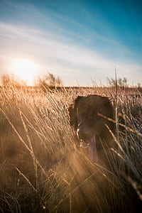 photo of dog in grass during daytime thumbnail