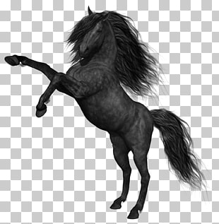 Mustang Black, Black Horse , horse illustration PNG clipart