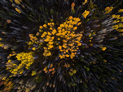 aerial photo of yellow petaled flowers thumbnail