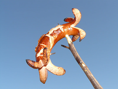brown and beige Hotdog on stick thumbnail